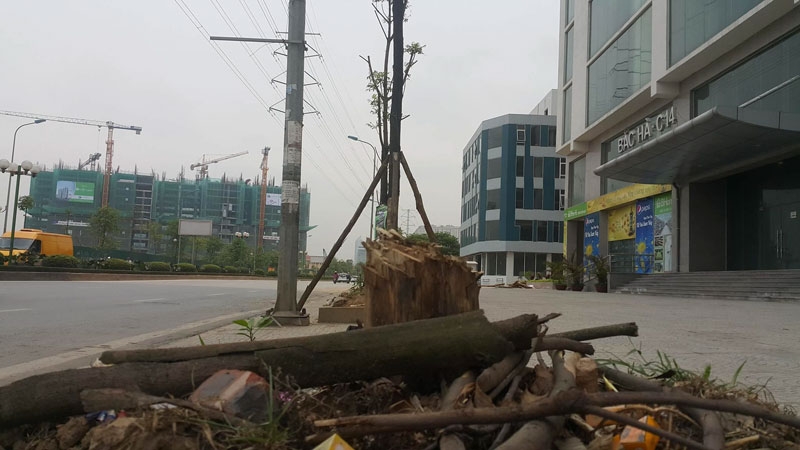 cây xanh, chết khô, cây xanh chết khô