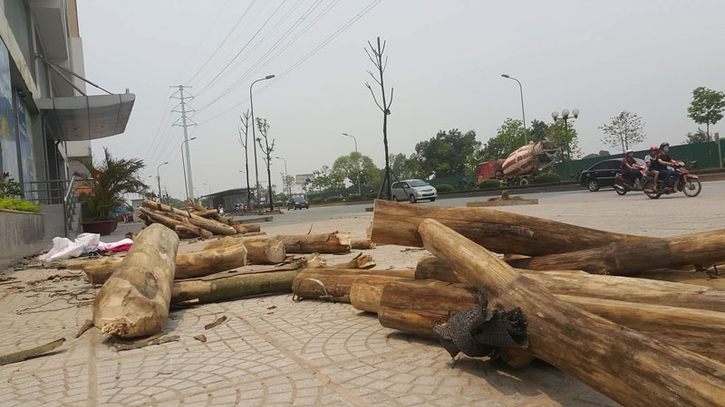 cây xanh, chết khô, cây xanh chết khô