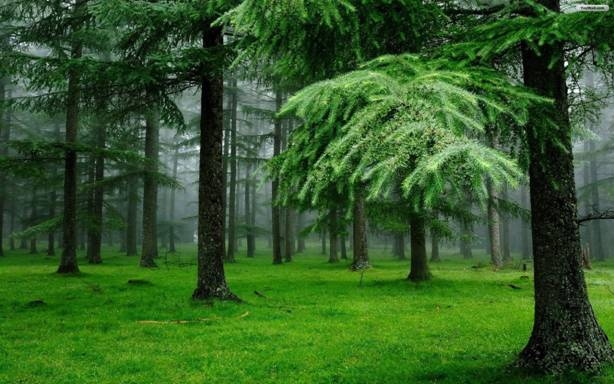 Cây thông không những là một biểu tượng của sức khỏe và tuổi thọ mà còn là loài cây có khả năng hóa giải được tà khí xâm nhập vào nhà bạn - Ảnh minh họa.