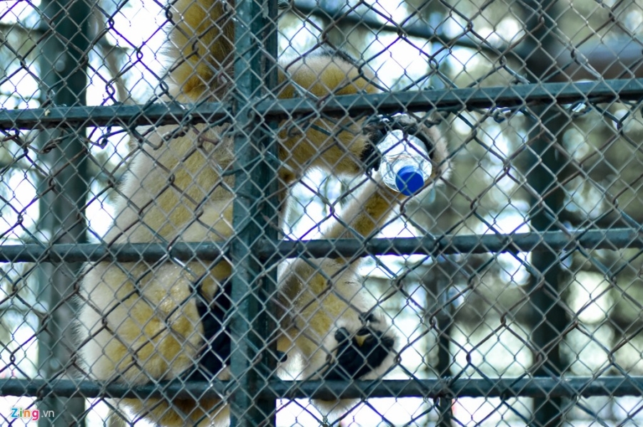 Dong vat trong vuon thu tron nang nong hinh anh 5