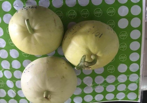 Mang 100 trieu di mua ma tuy, giau trong ruot trai dua le hinh anh 1