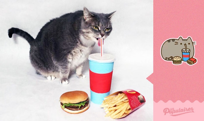 Đã tìm thấy chú mèo béo Pusheen phiên bản đời thực - Ảnh 1.