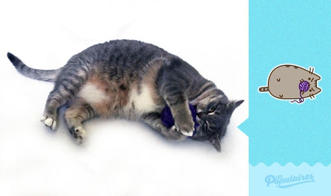 Đã tìm thấy chú mèo béo Pusheen phiên bản đời thực - Ảnh 2.