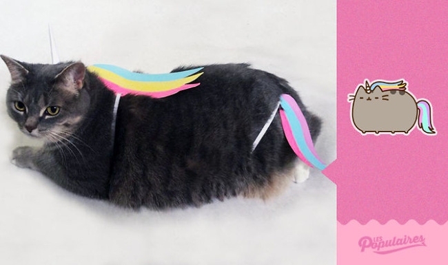 Đã tìm thấy chú mèo béo Pusheen phiên bản đời thực - Ảnh 3.