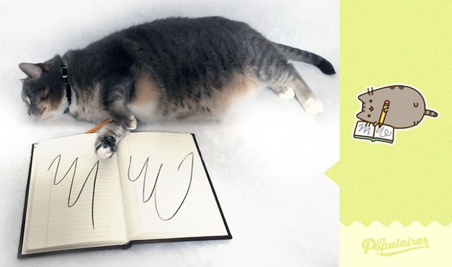 Đã tìm thấy chú mèo béo Pusheen phiên bản đời thực - Ảnh 7.