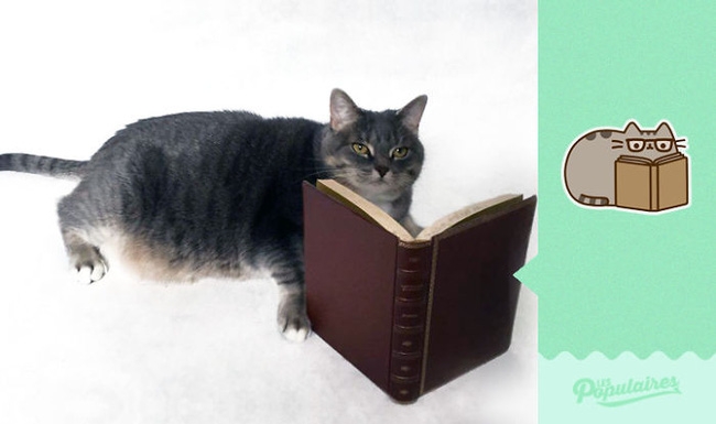 Đã tìm thấy chú mèo béo Pusheen phiên bản đời thực - Ảnh 8.