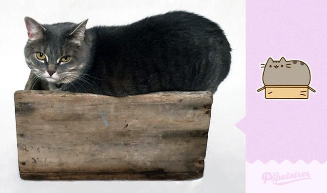 Đã tìm thấy chú mèo béo Pusheen phiên bản đời thực - Ảnh 10.