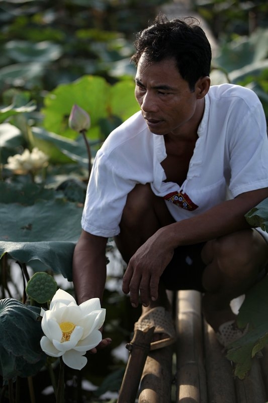Hoa sen, đầm sen, chụp ảnh, nhiếp ảnh, Ninh Xá, Thường Tín, U60