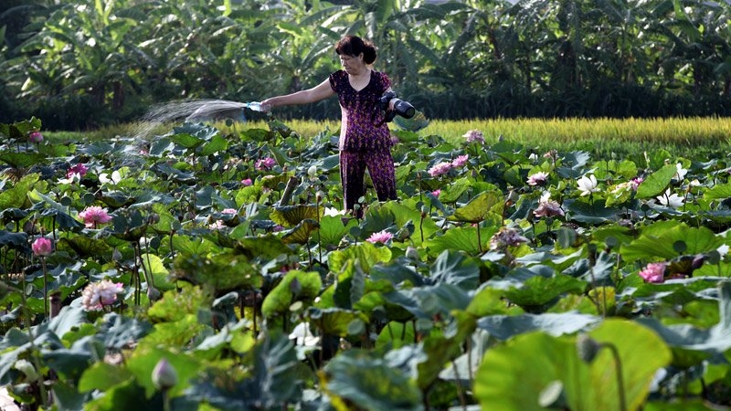 Hoa sen, đầm sen, chụp ảnh, nhiếp ảnh, Ninh Xá, Thường Tín, U60