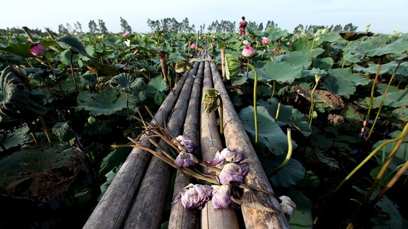 Hoa sen, đầm sen, chụp ảnh, nhiếp ảnh, Ninh Xá, Thường Tín, U60