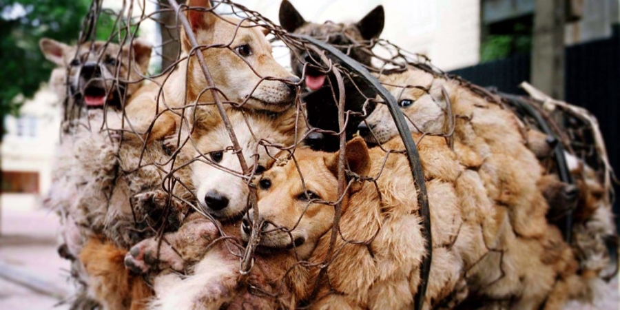 Hàng nghìn con chó bị giết trong lễ hội thịt chó ở Cát Lâm mỗi năm. Ảnh: animalsaustralia.org