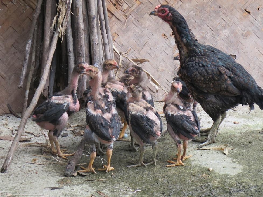  ...và mẹ chú gà Thần kê 
