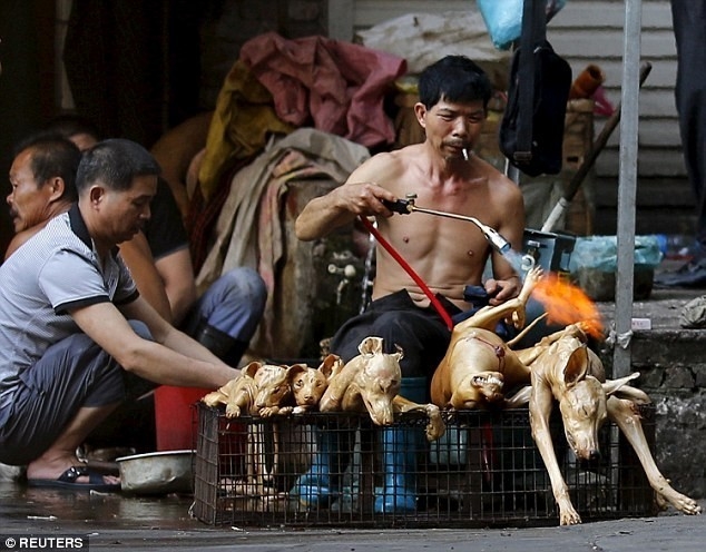 Trung Quoc to chuc le hoi thit cho bat chap su phan doi hinh anh 1