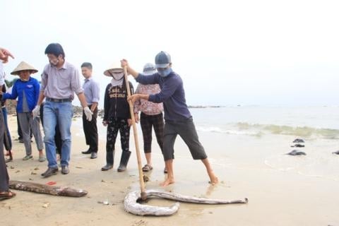 Nghi si Dai Loan len tieng ve Formosa: Loi phia Viet Nam