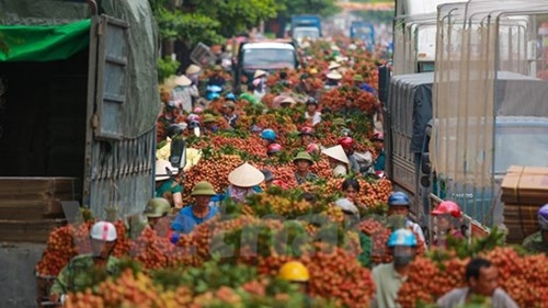 Quốc lộ 31 tắc nghẽn vì thương lái mua vải - ảnh 1