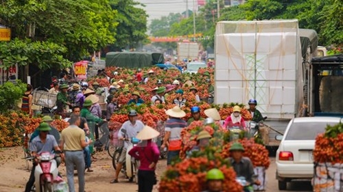 Quốc lộ 31 tắc nghẽn vì thương lái mua vải - ảnh 2