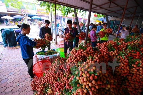 Quốc lộ 31 tắc nghẽn vì thương lái mua vải - ảnh 5