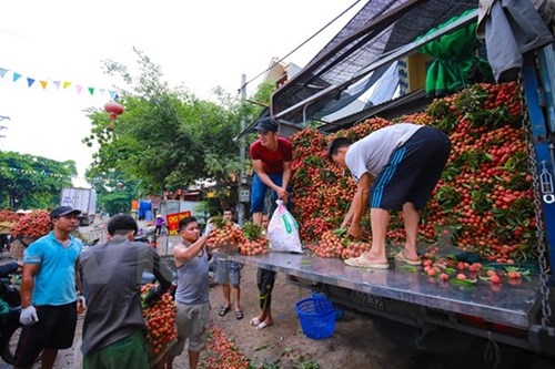 Quốc lộ 31 tắc nghẽn vì thương lái mua vải - ảnh 6