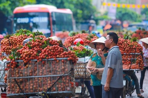 Quốc lộ 31 tắc nghẽn vì thương lái mua vải - ảnh 7