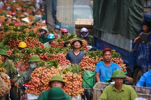 Quốc lộ 31 tắc nghẽn vì thương lái mua vải - ảnh 10
