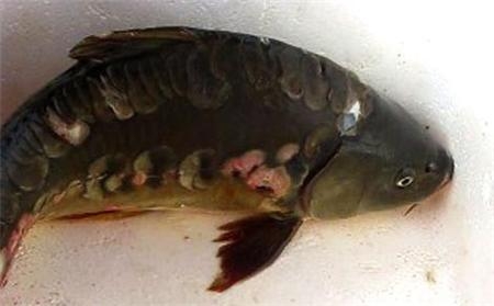 cần thủ, cá trắm, cá chép, Hồ Tây, thủy quái, cá khủng, ốc ma, ốc Hồ Tây, cá ma, ngư dân,