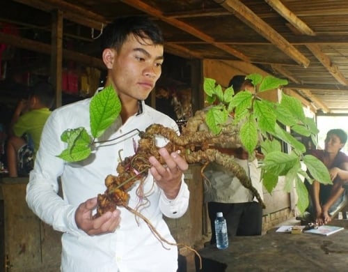 Củ sâm Ngọc Linh 'khủng' giá 200 triệu ở Quảng Nam có gì đặc biệt? - Ảnh 1