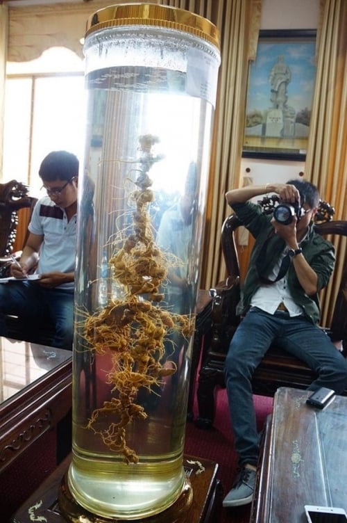 Củ sâm Ngọc Linh 'khủng' giá 200 triệu ở Quảng Nam có gì đặc biệt? - Ảnh 3