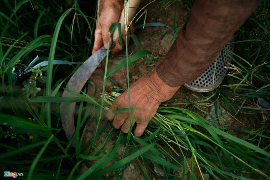 Lang hoa noi tieng Ha Noi lao dao mat mua hinh anh 5