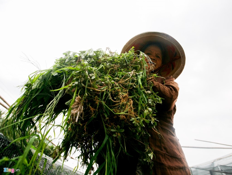 Lang hoa noi tieng Ha Noi lao dao mat mua hinh anh 6