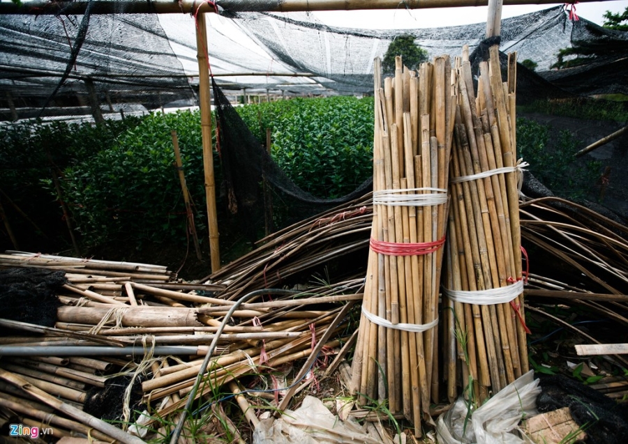 Lang hoa noi tieng Ha Noi lao dao mat mua hinh anh 7