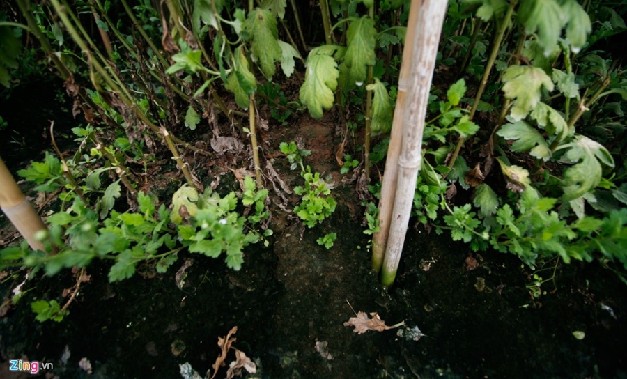 Lang hoa noi tieng Ha Noi lao dao mat mua hinh anh 9