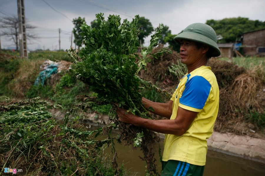 Lang hoa noi tieng Ha Noi lao dao mat mua hinh anh 14