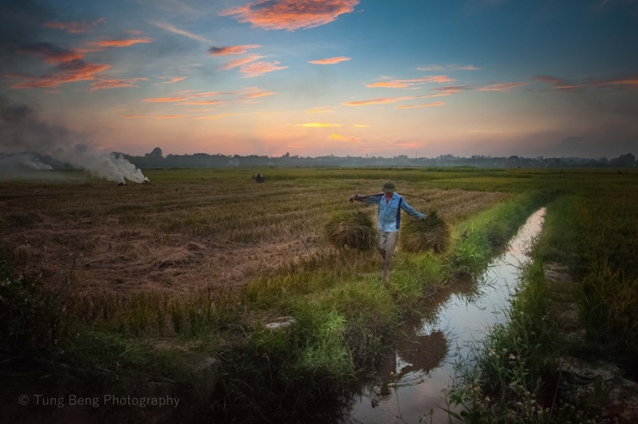 Mua gat tren canh dong Bac Bo hinh anh 2