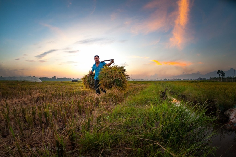 Mua gat tren canh dong Bac Bo hinh anh 3