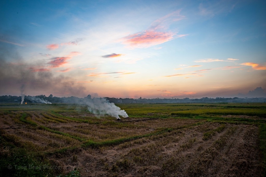Mua gat tren canh dong Bac Bo hinh anh 6