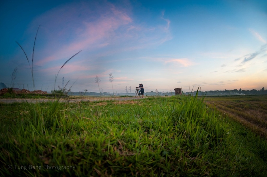 Mua gat tren canh dong Bac Bo hinh anh 7