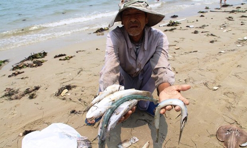 [Caption] A villager shows dead sea fish he collected on a beach in Phu Loc district, in the central province of Thua Thien Hue. Photograph: STR/AFP/Getty Images