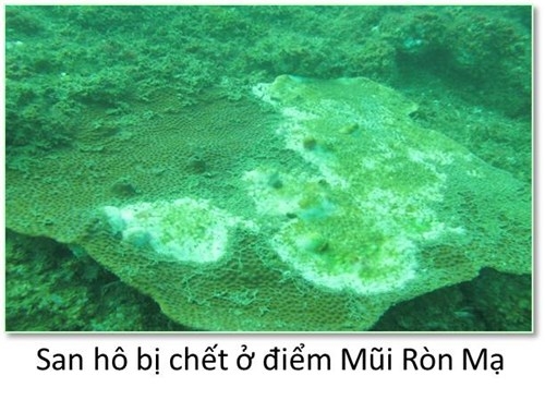 Bộ ảnh đáy biển miền Trung sau sự cố môi trường - ảnh 1