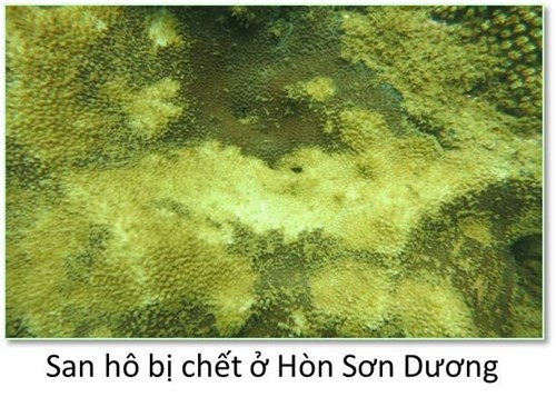 Bộ ảnh đáy biển miền Trung sau sự cố môi trường - ảnh 2