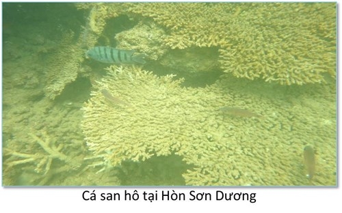 Bộ ảnh đáy biển miền Trung sau sự cố môi trường - ảnh 3