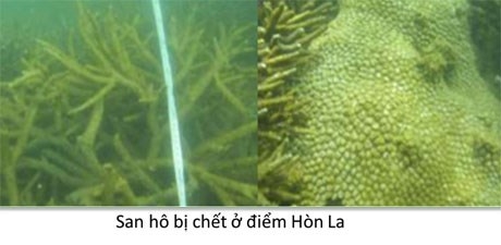 Bộ ảnh đáy biển miền Trung sau sự cố môi trường - ảnh 4