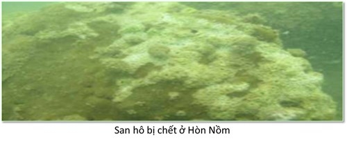 Bộ ảnh đáy biển miền Trung sau sự cố môi trường - ảnh 5