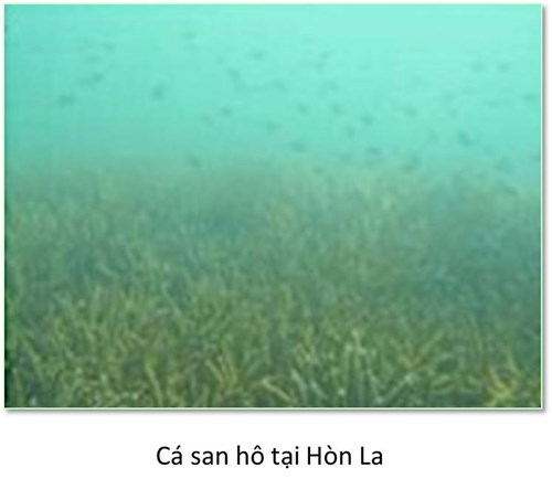 Bộ ảnh đáy biển miền Trung sau sự cố môi trường - ảnh 6