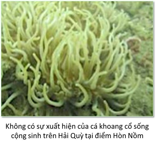Bộ ảnh đáy biển miền Trung sau sự cố môi trường - ảnh 7