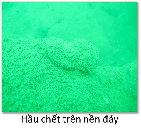 Bộ ảnh đáy biển miền Trung sau sự cố môi trường - ảnh 10