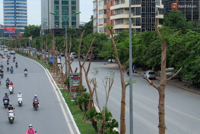 Tranh cãi về việc trồng cây phượng đỏ ở dải phân cách trên nhiều tuyến phố Hà Nội - Ảnh 7.