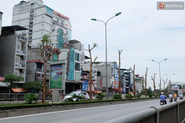 Tranh cãi về việc trồng cây phượng đỏ ở dải phân cách trên nhiều tuyến phố Hà Nội - Ảnh 11.