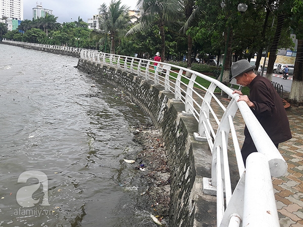 cá chết
