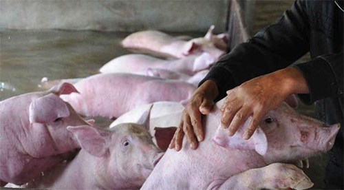 Nông dân khóc ròng nhìn 3.000 con lợn chìm trong nước lũ - ảnh 4
