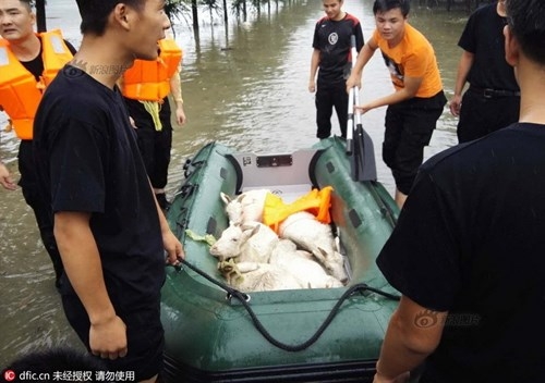 Nông dân khóc ròng nhìn 3.000 con lợn chìm trong nước lũ - ảnh 6